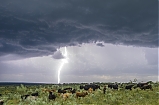 Vacas vrs tormenta