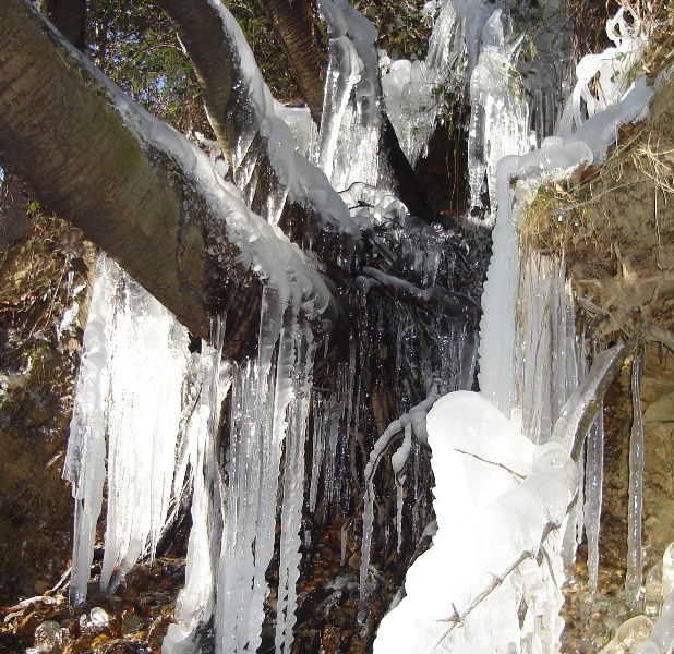 Carámbanos arborícolas
Durante un fin de semana gélido de diciembre, el hielo cubrió los valles del Pirineo Oriental. Se alcanzaron temperaturas mínimas inferiores a los -10 ºC en el fondo de los valles, que tardaron en recuperarse debido a las fuertes inversiones térmicas.
