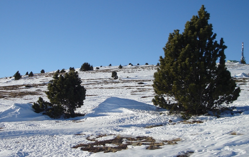 Uno de los fenómenos asociados al transporte de la nieve por el viento es la acumulación de la misma a sotavento de los obstáculos, debido a la desaceleración del flujo y la pérdida de capacidad de carga. En este caso, unos pinos negros en la treeline (límite superior de los árboles aislados) han actuado como pequeños obstáculos para un viento del noroeste en las cercanías de la Torreta de l'Orri (2439 m).

