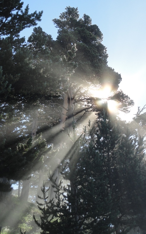 Rayos solares a través de pinos negros
Durante la ascensión al Montlude, en el valle de Arán, llegamos al límite superior de la niebla aproximadamente al nivel de la timberline. Allí la fina niebla se hizo visible gracias a los rayos de sol a través de los pinos negros (pinus uncinata).
