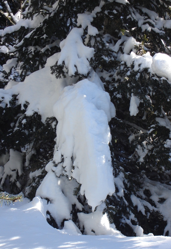Indicadores de peligro 4 de aludes-Nieve en ramas
Tras unas copiosas nevadas en la vertiente norte del Pirineo Oriental realizamos un salida con esquís, escogiendo un itinerario forestal ya que el peligro de aludes era 4 (sobre una escala de 5). Los árboles cargados de nieve reciente aun no purgada nos señalaban claramente esta circunstancia.
