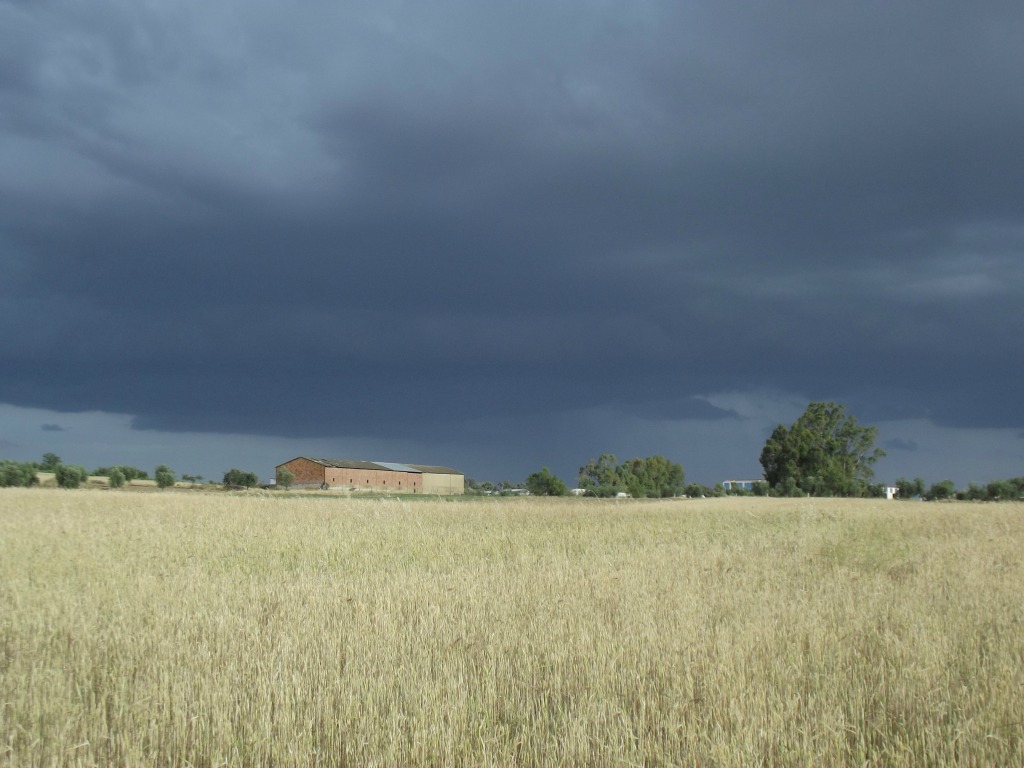 Claroscuro
Día con cielos tormentosos, que no acabó en ello pero si dejando estos bellos contrastes entre el trigo y los cielos.

