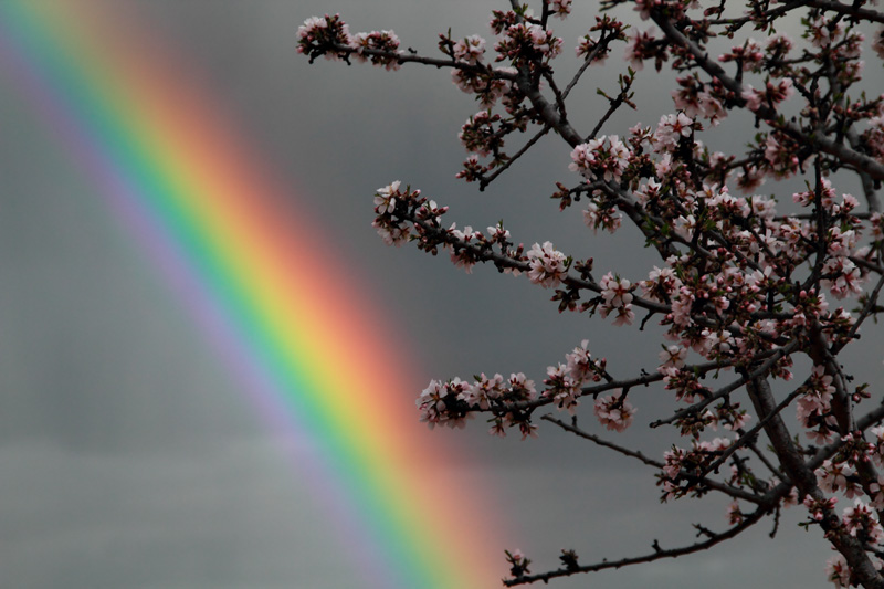 Colores de primavera
Los colores del arco iris aparecieron tras unos chubascos en una tarde primaveral. Como primer plano la floración de un frutal, característica de la primavera.
