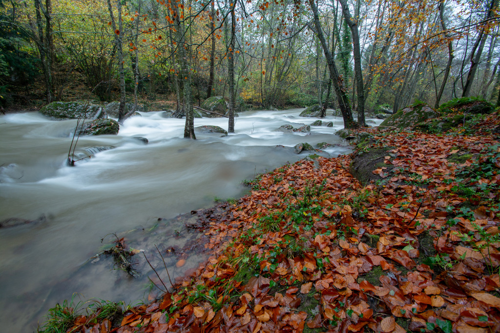 Lluvia de otoño
El rio Gurn, afluente del Fluvià, a su paso por Sant Privat d'en Bas, con un caudal muy por encima de lo normal tras las importantes lluvias del mes de noviembre, dando unas imágenes de una excelente belleza.
