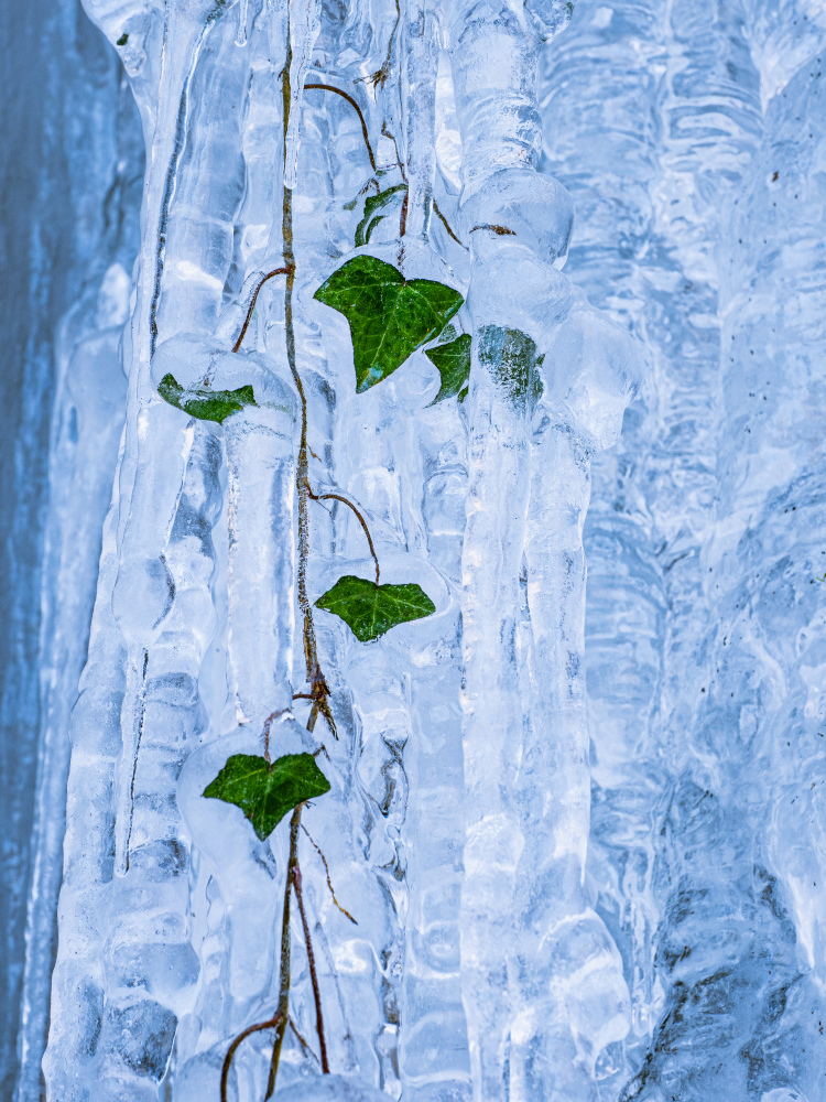 Atrapadas en el hielo
Mes de enero con frío intenso y persistente que nos obsequió con las espectaculares imágenes de los saltos de agua totalmente helados, y con detalles curiosos como estas hojas de hiedra sobreviviendo días y más días atrapadas en el hielo.

