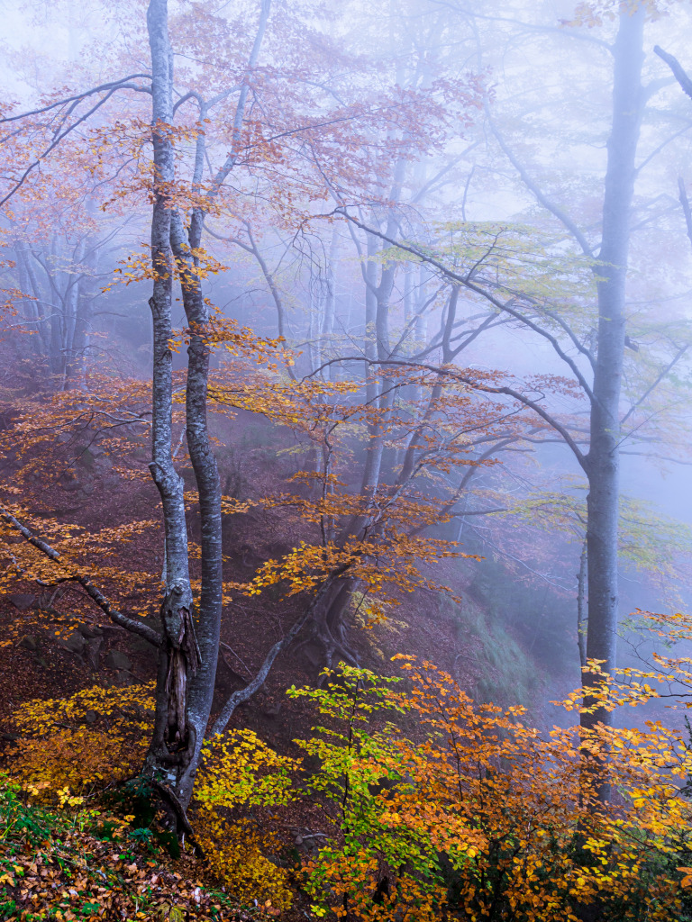Otoño en el hayedo
Cuando tienes la suerte de visitar un buen hayedo con los colores otoñales en su punto álgido y una niebla intensa, puedes llevarte a casa unas imágenes espectaculares como esta.
Álbumes del atlas: naturaleza