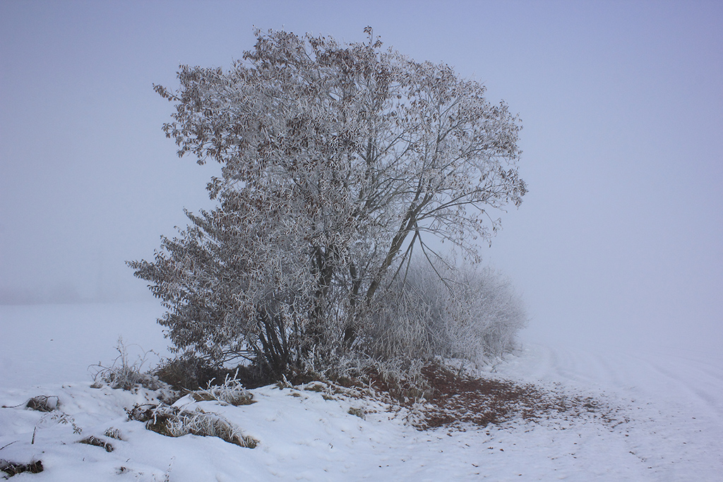 Cencellada
Una fría mañana con heladas moderadas en la zona (en las cercanas estaciones meteorológicas de Euskalmet situadas en Salvatierra y Egino se registraron mínimas de -8.4 y -8.3ºC respectivamente) junto a la aparición de la niebla dio lugar al hidrometeoro de la cencellada; aquel día los campos "vestían" igualmente de blanco, y en este caso, blanco de nieve.
