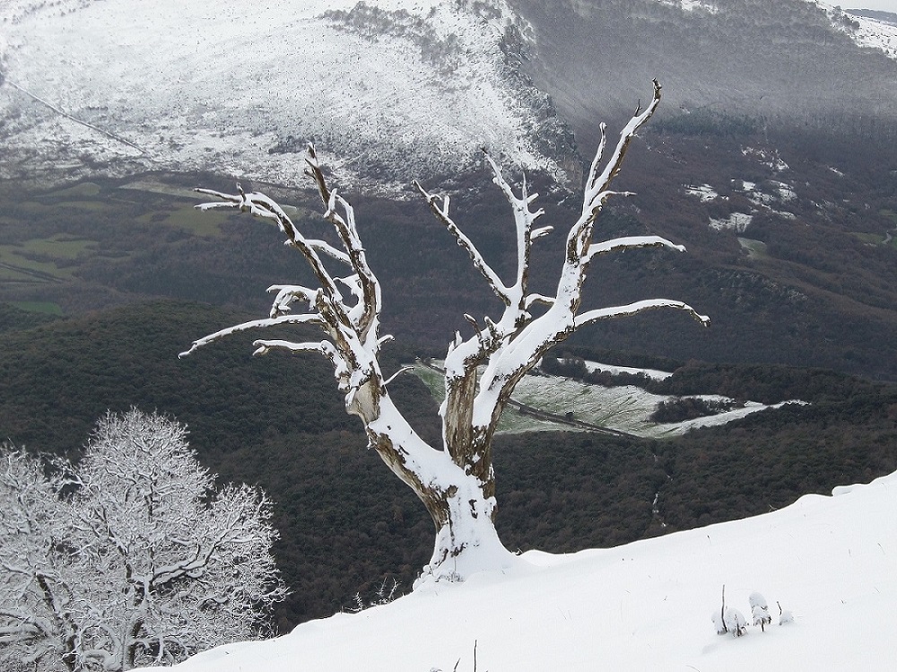 Nieve arbolada en esqueleto
Álbumes del atlas: paisaje_nevado Z_fcmr2016