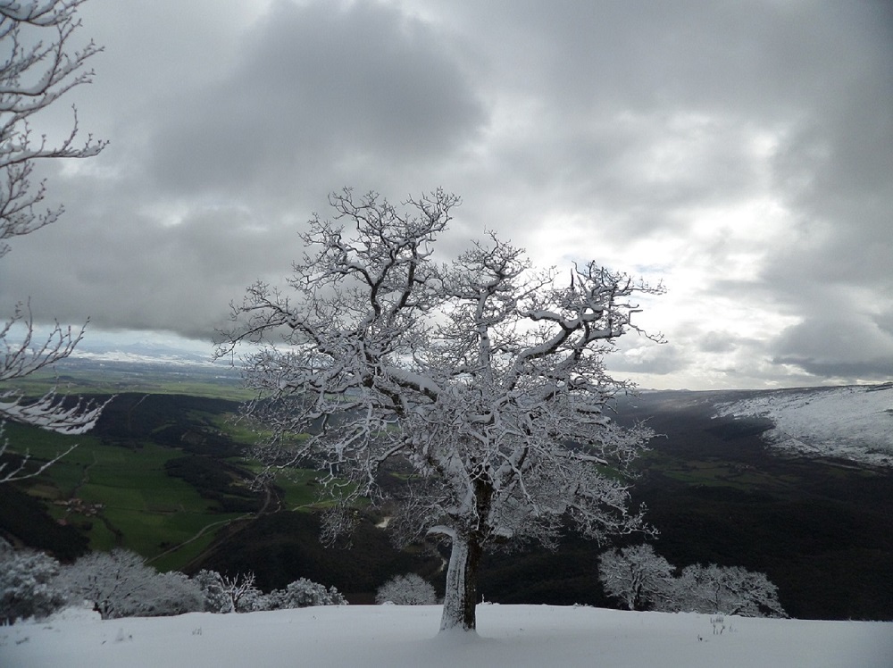 Nieve arbolada en el aire
Álbumes del atlas: paisaje_nevado