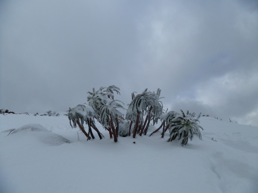 Palmeras en la nieve
Álbumes del atlas: paisaje_nevado