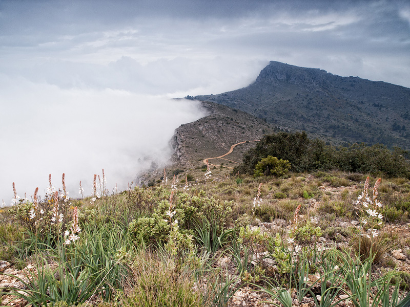 Camino de la cumbre
La niebla queda atrapada por esta espectacular barrera natural que forman la cima de la Teixera y el alto del Montcabrer, pese a la dureza del clima la vida y la belleza natural están presentes en todo momento. 
