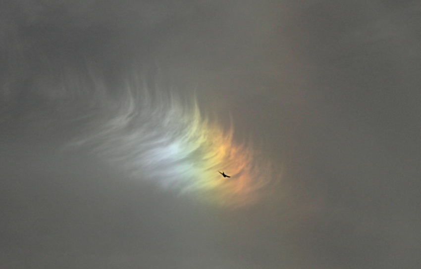 Iridiscencia
Esta nube iridiscente apareció en el cielo un día de abril por la tarde mostrando los colores del arco iris.
