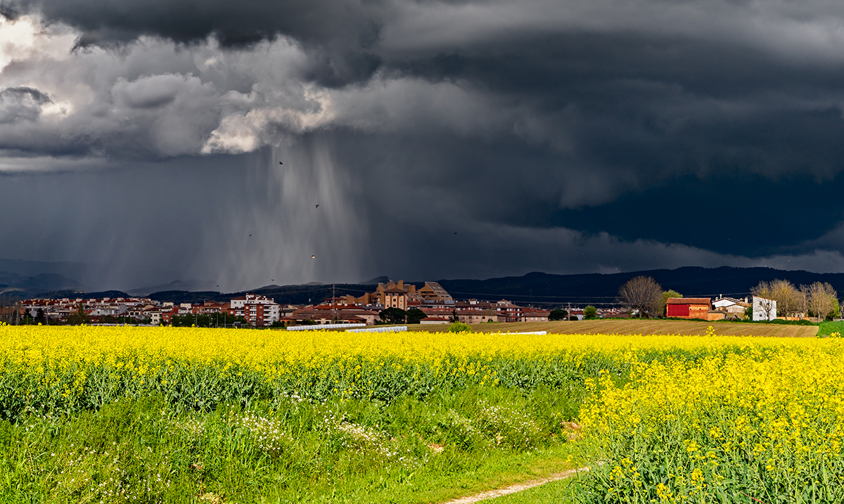 Una potente cortina de lluvia salía de una no menos espectacular nube, mientras tanto el sol iluminaba los campos de colza en flor y las golondrinas que volaban delante de la cortina, son los contrastes de primavera.
