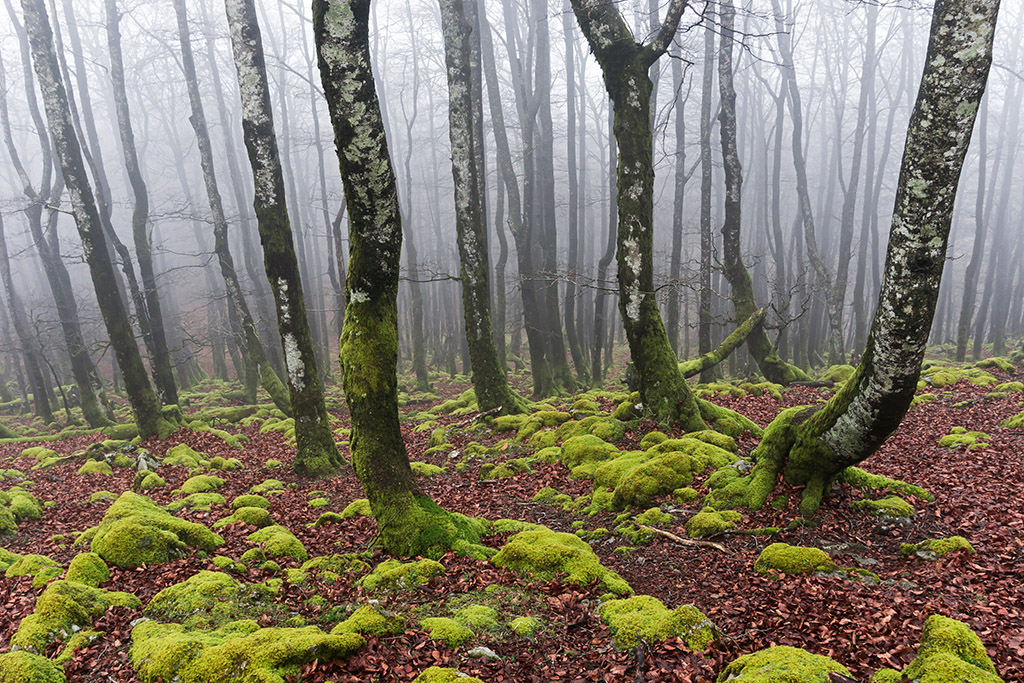Entre nieblas
Ambiente frio, bosque desnudo. Los troncos se pierden en la niebla creando un ambiente inquietante.
Álbumes del atlas: aaa_no_album