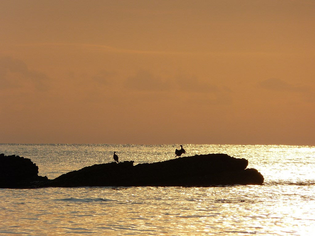 Cormoranes al sol
Cormoranes secándose al sol del amanecer sobre la roca más exterior de la playa de La Concha (El Sardinero) de Santander. 
Álbumes del atlas: ZFV14 aaa_no_album