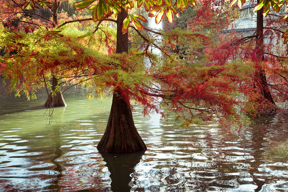 Otoño
Foto realizada en el estanque que hay frente al Palacio de Cristal, dentro del Retiro, en Madrid.
El colorido otoñal de las hojas y la preciosa luz que había no podía desperdiciarla¡¡¡

