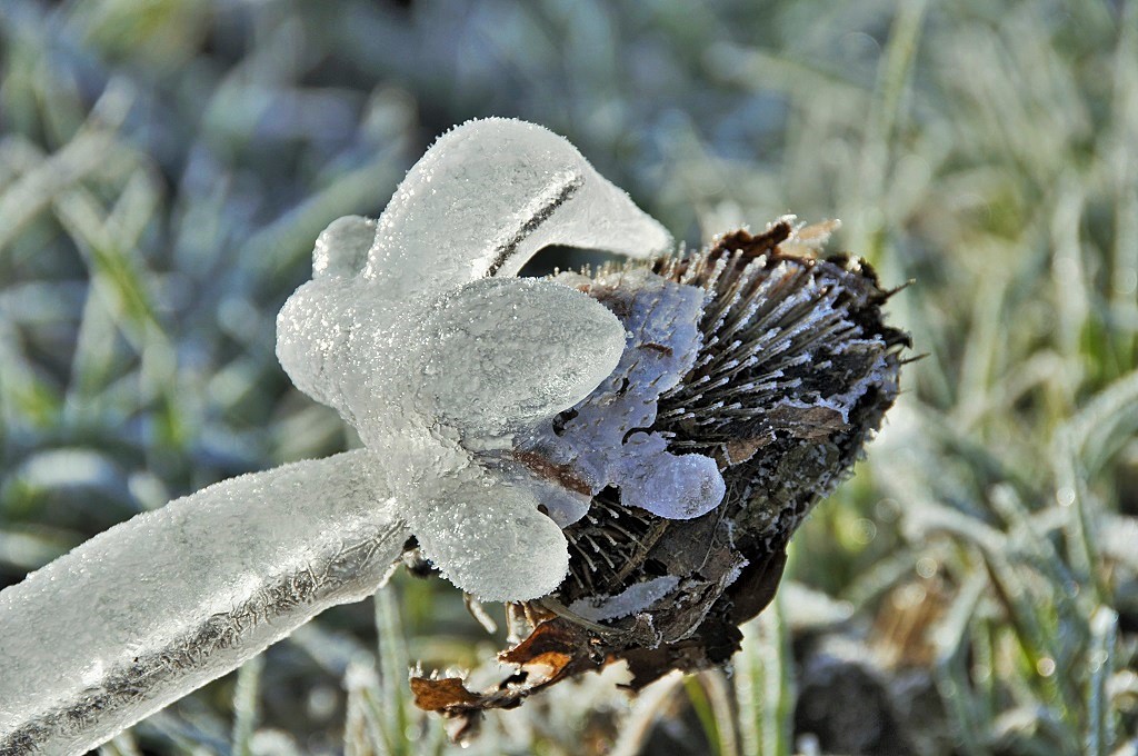 Colibrí helado en flor
En una mañana fresca de Enero, durante el paseo matutino, puedes ir encontrándote regalos como este. 
Álbumes del atlas: ZFI17 helada