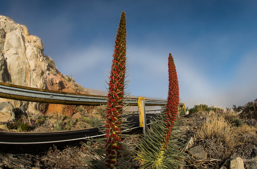 tajinastes y fogbow
mayo es el mes dela floración de los tajantes del Teide. Este año 2018 hay muy pocos honestamente, pero aquí pude captarlos con un arco de niebla al fondo
