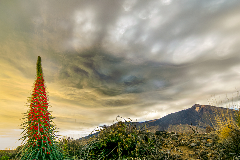 Mammatus, Teide  y tajinaste (TERCER PUESTO FOTO-PRIMAVERA'2017)
8 de mayo 2017. Parque Nacional del Teide, Tenerife. TAjinastes en flor.  La borrasca que  se sitúa  en el atlántico atrae desde la zona intertropical nubes alas y medias a Canarias. Alerta amarilla por vientos de 70km/h en cumbres. Esta situación trae estas nubes con ondulaciones, quizá asperatus en alguno momentos y mamuts,  , mas bien burbujas o habones que se iban formando y  se hacían perlucidos. Al atardecer,  el sol las ilumino desde abajo
