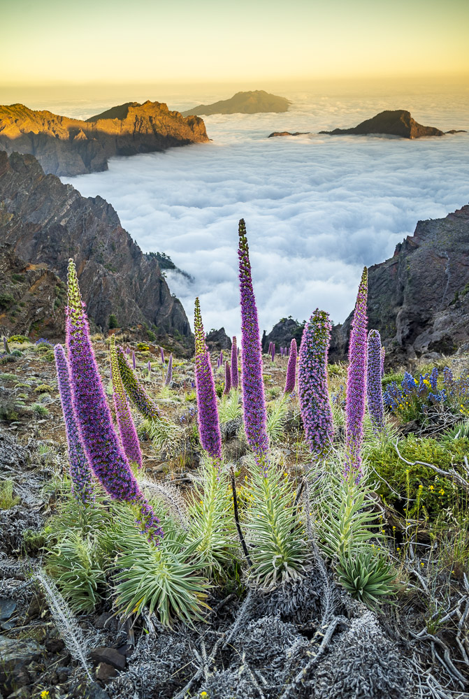Tajinastes de la Palma y mar d nubes
 en el mes de mayo,  se produce la floración del tajinaste rosado de la isla de La Palma. En lo mas alto del parque nacional, en el Roque de los muchachos  se pueden observar en las laderas   y al fondo el inconfundible mar de nubes   rellenando la caldera de Taburiente
