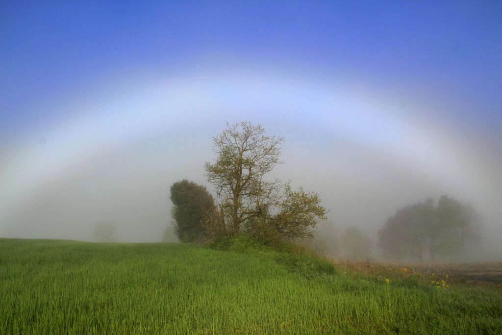 Arco de niebla (TERCER PUESTO FOTOPRIMAVERA'2015)
El día 28-4-2015 salí con mi cámara en busca de la foto del día cuando casi eran las ocho de la mañana aproximadamente y justo donde terminaba la niebla i con un sol esplendido, encontré este arco de niebla espectacular i lo único que hice, es coger mi cámara i mirar de centrar este árbol o arbusto al centro del arco.
Álbumes del atlas: ZFP15 arco_de_niebla z_top10trim_mtrs