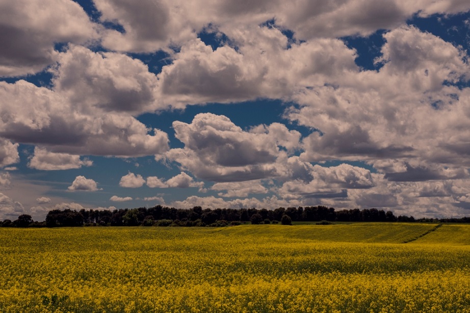 Colores primaverales
Esta tarde pude disfrutar paseando por los campos de colza y cereales, acompañado de unos cielos azules muy limpios de contaminación con nubes blancas
