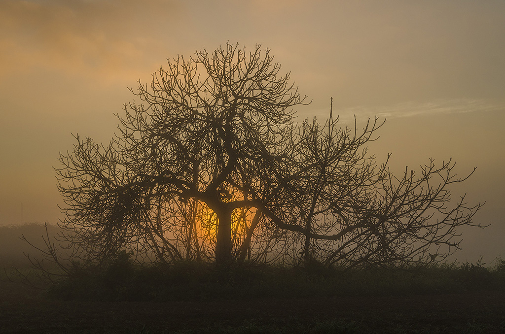 Niebla al amanecer
El sol detrás del tronco de una higuera en un día de niebla.
