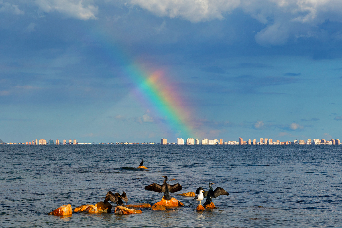 Cuando me retiraba de la playa tras fotografiar a un arco iris vespertino encontré a este grupo de cormoranes (hay también una gaviota) en un gesto típico de estos animales cuando se secan las alas; aunque en esta ocasión parecen que saludan al arco iris que hay sobre la Manga.
