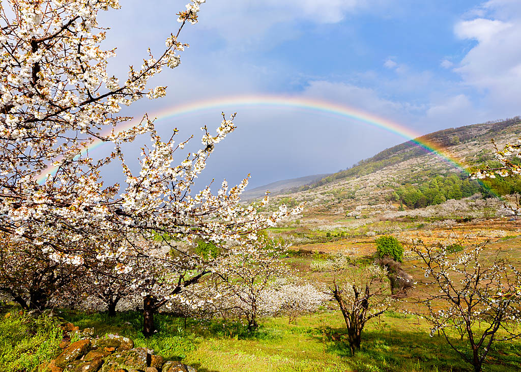 Tus colores,mi alegría
Fotografía tomada en el Valle del Jerte,en Extremadura,en plena floración del cerezo en flor.
