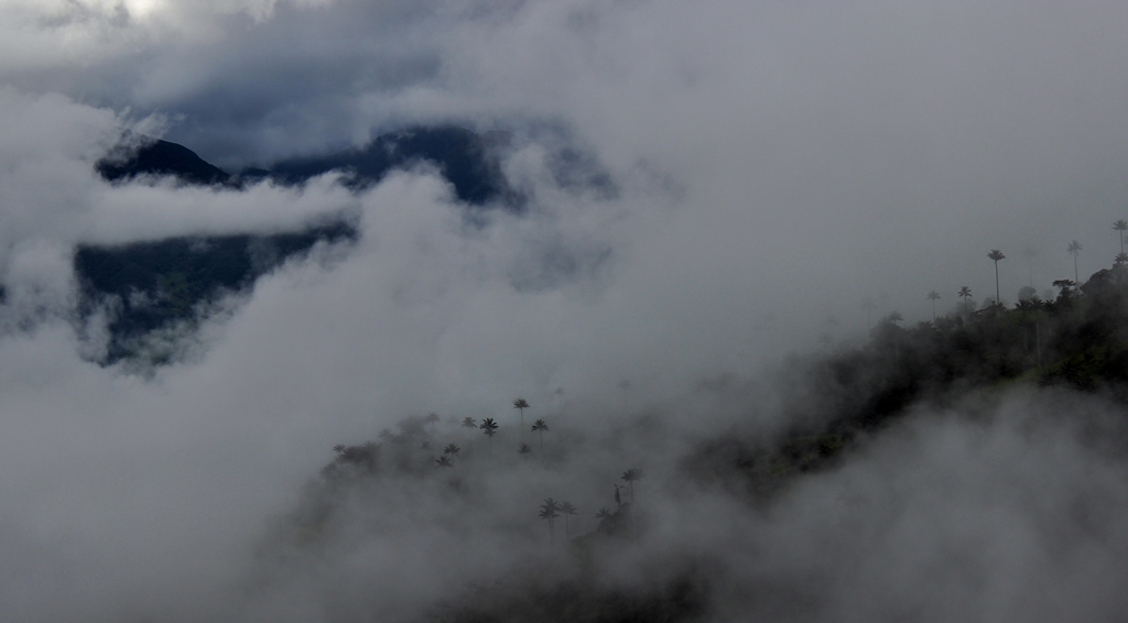 Nubes y palmas
una mañana mientras subía al páramo se dio este espectáculo, nubes cubriendo las palmas de cera, árbol nacional de Colombia.
Álbumes del atlas: ZFP16 niebla_desde_dentro
