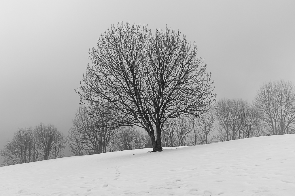 ARBOL DE NIEVE
Estampa de nieve con los arboles desnudos de hojas
Álbumes del atlas: paisaje_nevado