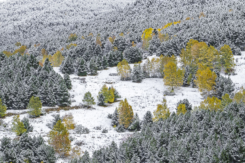 NEVADA DE OTOÑO
La primera nevada del otoño dejó unos contrastes de colores increibles.
Los colores cálidos del otoño cubiertos por los frios blancos de la envada .... era una delicia encontrar los mejores rincones para fotografiarlos.
