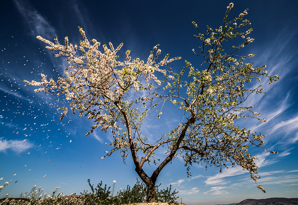 La fuerza del viento
Foto tomada en marzo en Torremanzanas (Alicante).Las flores de los almendros volaban empujadas por el viento.
