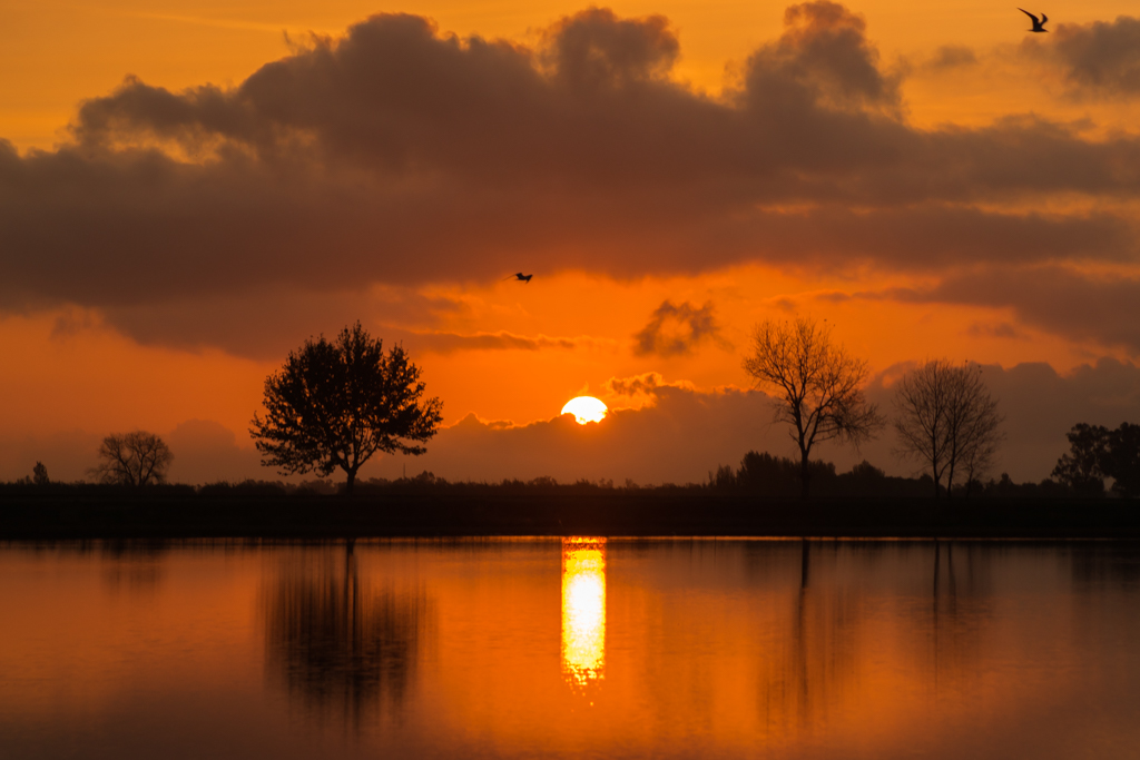 Amanecer reflejado en los arrozales del Delta del Ebro
Sale el sol el primero de mayo y se refleja en los arrozales del Delta del Ebro
