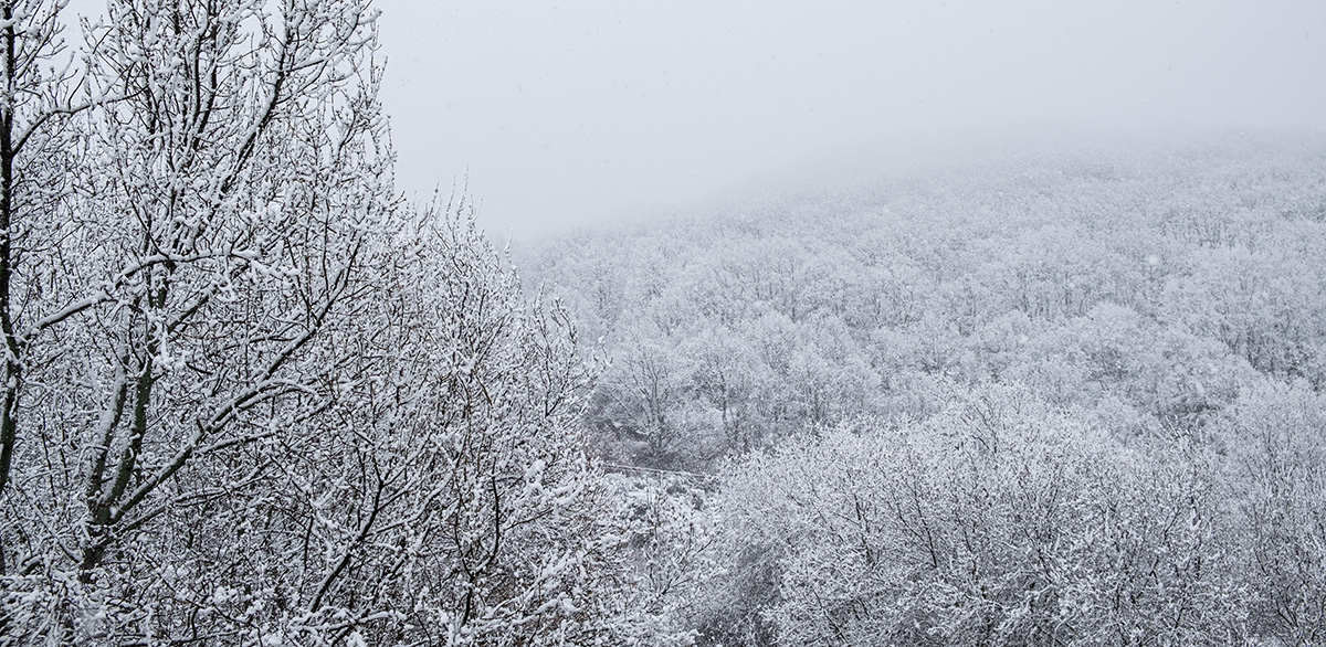 La nieve hizo acto de presencia aquella noche dejando un hermoso manto blanco sobre el bosque. 
