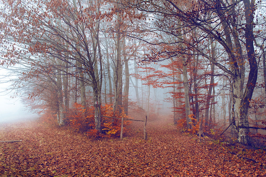 Dos Destinos
Caminar en el bosque.
Álbumes del atlas: ZFO16 niebla_desde_dentro