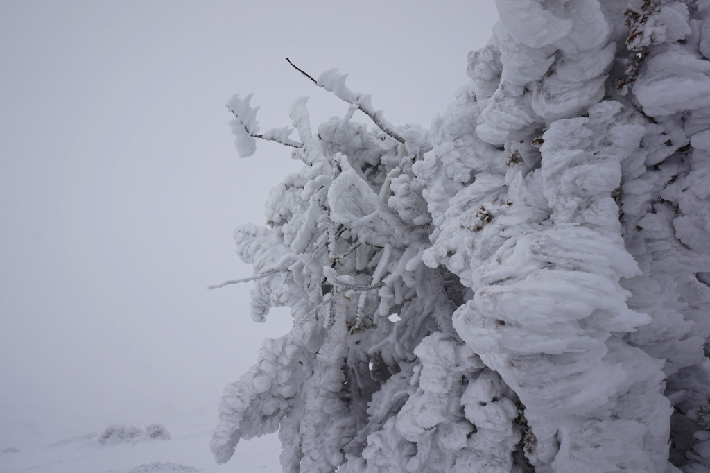 El movimiento congelado
Arbusto congelado debido a una fuerte ventisca en el macizo del Montseny. Se puede apreciar que la congelación ha sido llevada a cabo con presencia de fuertes vientos debido a la forma final de ésta. Fotografía tomada durante la ascensión al pico Matagalls.
