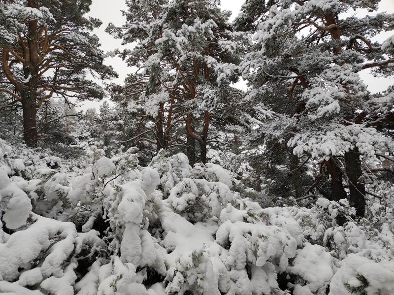 Paisaje invernal
Bonito paisaje invernal que nos encontramos en el Punto de Nieve Santa Inés.
Álbumes del atlas: zfo22