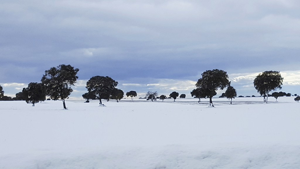 Nieve en la Alcarria
Carrascas en campos nevados de la Alcarria, en las proximidades de Brihuega
Álbumes del atlas: nieve