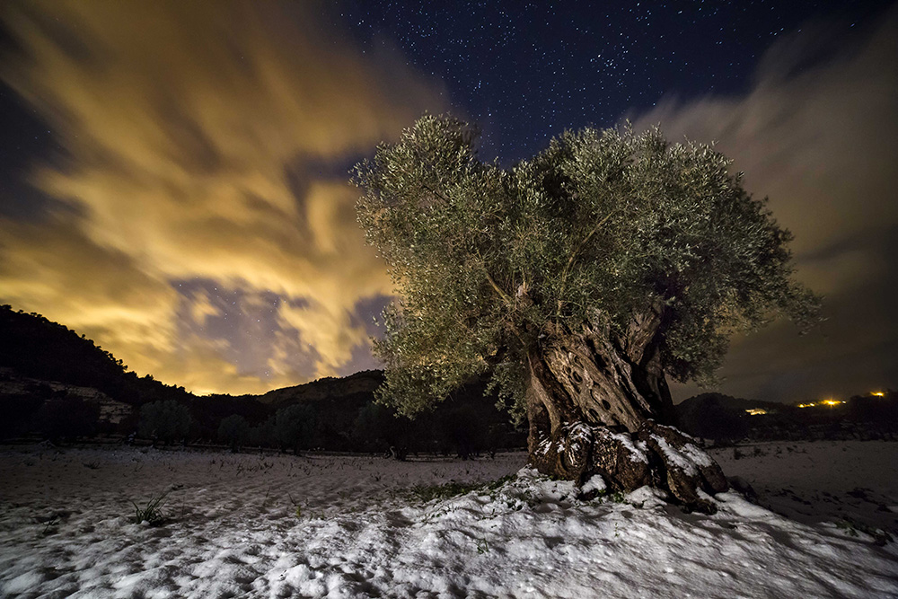 Olivo Nevado
Fotografia nocturna tomada en Valldemossa, un pequeño pueblo de Mallorca. Durante la primera nevada del año decidí acercarme de noche a un bonito campo de olivos para inmortalizar de noche un olivo nevado. El árbol esta iluminado con una linterna calida.
