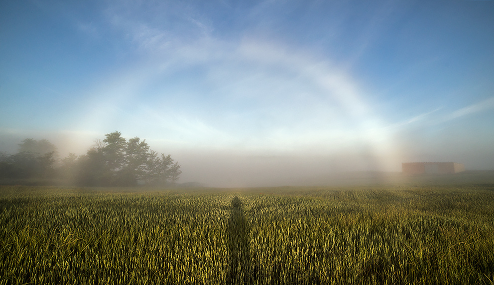 Arco de niebla de primavera
Campo de espigas de trigo doradas coronado por un arco de nieblas, arco iris blanco.
