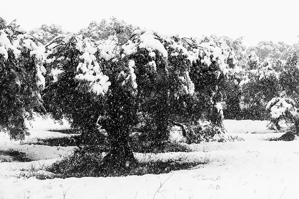 Cotas bajas.
Nevada que llegó a los 300 metros. Acarreó ramas rotas, incluso tiró árboles.
Álbumes del atlas: ZFP17 nieve