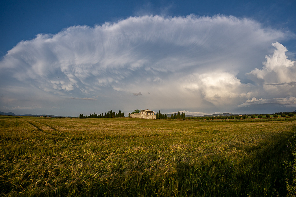 Vistoso yunque adornado de mammatus al atardecer tras una jornada de fuerte convección en la isla de Mallorca. Este nube convectiva se formó al este de Mallorca y quedó un tiempo estacionaria dejando numeroso aparato eléctrico y alguna tuba bastante llamativa. Esperábamos convección que podía ser organizada hacia el mediodía y la hubo en la punta de Formentor pero cuando ya parecía que iba todo a menos, a eso de las 17h hubo una segunda tanda de tormentas que acabó con esta belleza de nube. Este tipo de mammatus indica normalmente que la nube está produciendo o ha producido una fuerte tormenta.

