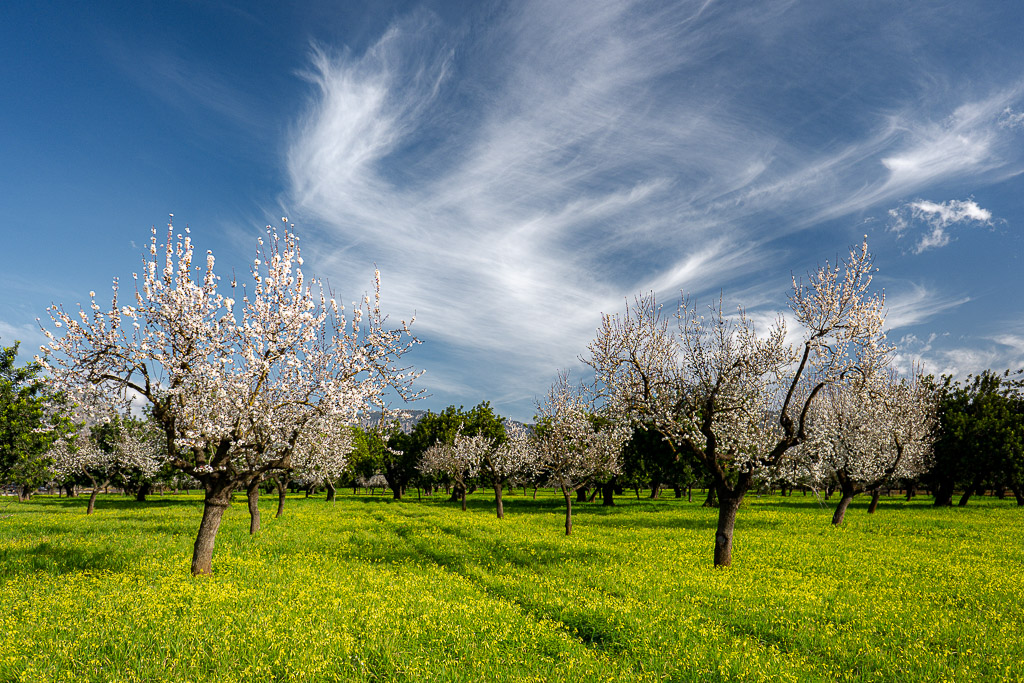 Salí en busca de la floración del almendro y como me premio me llevé estos cirrus tan llamativos.
