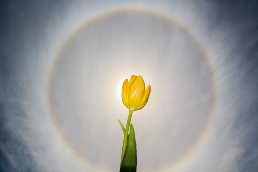 Halo solar de mayo
Marcadísimo halo solar el que tuve ocasión de observar y captar desde casa, valiéndome de un tulipán, con la llegada de nubes altas más compactas de lo habitual y el sol en una posición casi zenital. 
Álbumes del atlas: zfp21