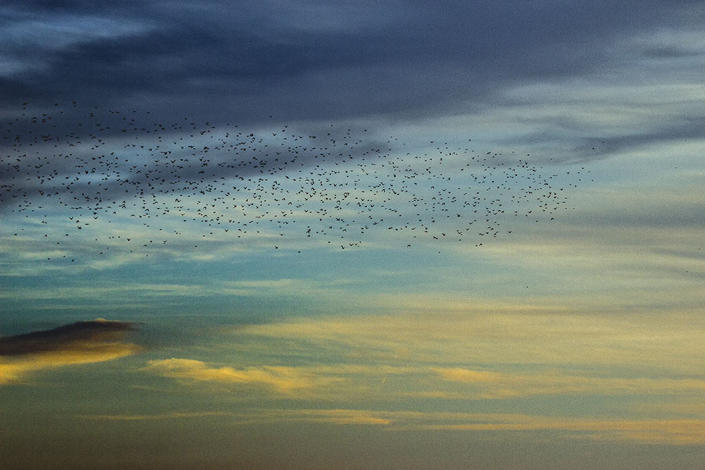 los pájaros entre nubes
Mirando las nubes se cruzan aves embelleciendo el cielo
