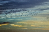 los pájaros entre nubes