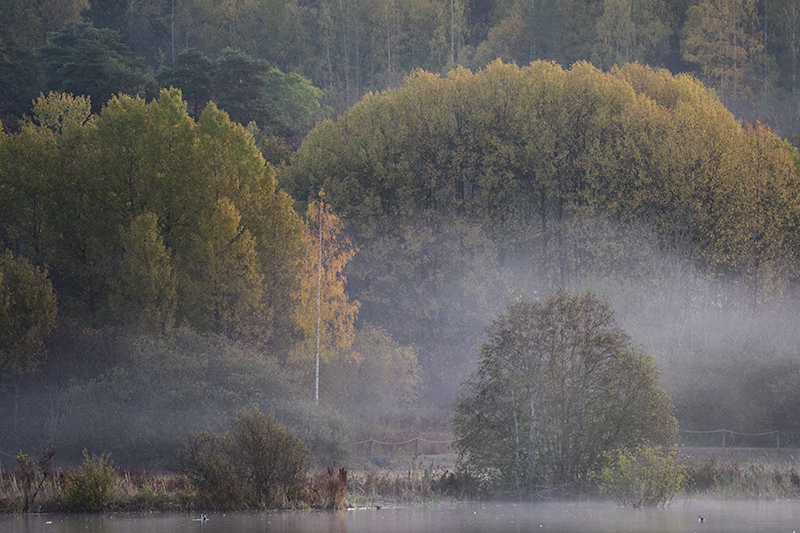 Niebla entre colores de Otoño
Mañana con niebla en el lago.
Álbumes del atlas: zfo19 niebla_de_río