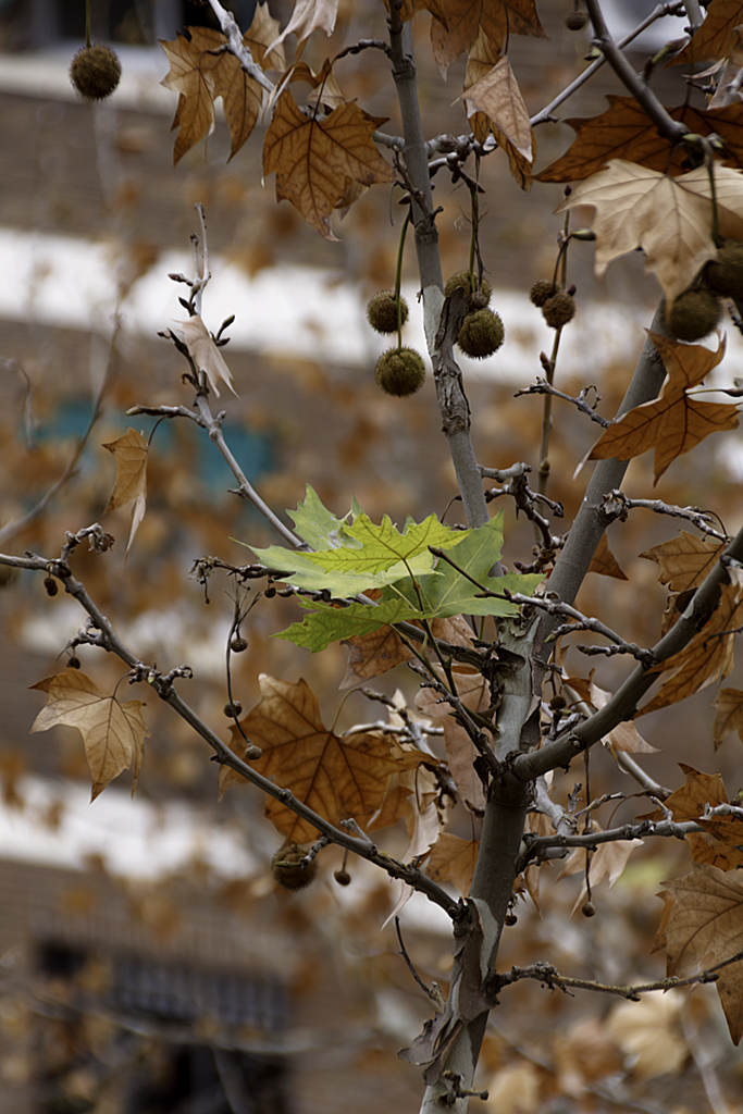 El final del otoño
A pesar de ser ya Navidad, algunas hojas aun permanecen verdes en las copas de los árboles...
Álbumes del atlas: naturaleza