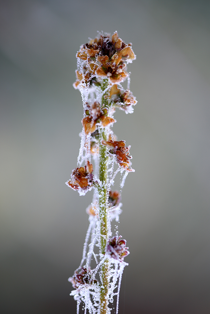 Velos helados
Una flor recubierta por la tela de una araña amanece recubierta por una nueva capa formada por el rocío congelado. 
